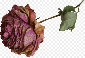 Dried Flower Dried Flower Rose - watercolor peony 
