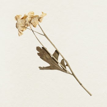 Dried flower  illustration | Free Photo - rawpixel
