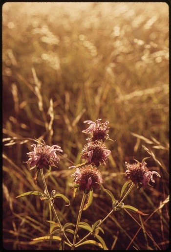 Dried flower. Original public domain | Free Photo - rawpixel