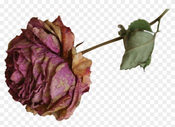 Dried Flower Precut Png By Nexu4 On Deviantart Podzim - Dry Roses Transparent