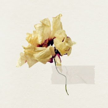 Dried flower with tape  | Free Photo - rawpixel