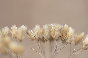 Dried flowers background. Free public | Free Photo - rawpixel