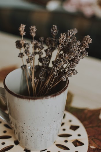Dried Flowers in Vase