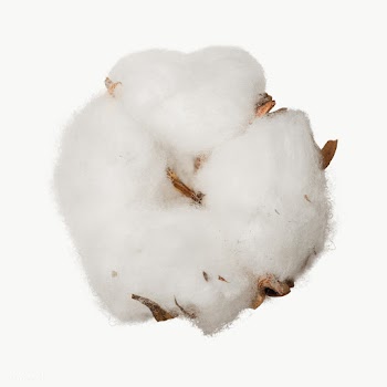 Dried fluffy cotton flower design element | Free  transparent png - 2337900