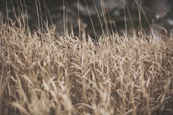 Dried Grass
