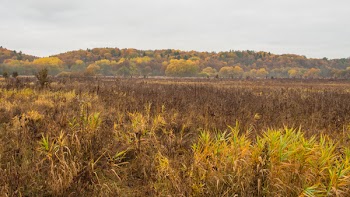Dried Grass