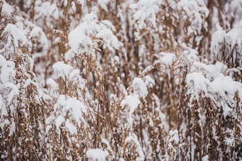 Dried Grass And Snow