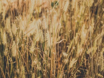 Dried Grass Field