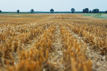 Dried Grass Field