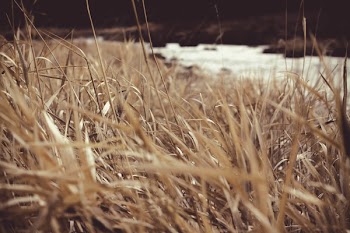 Dried Grass Field