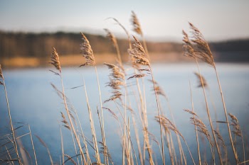 Dried grass near the lake