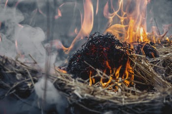 Dried Grass on Fire