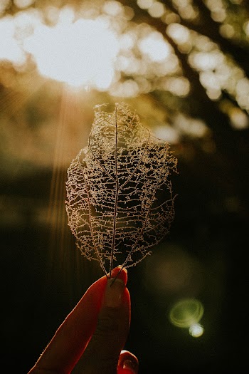Dried Leaf
