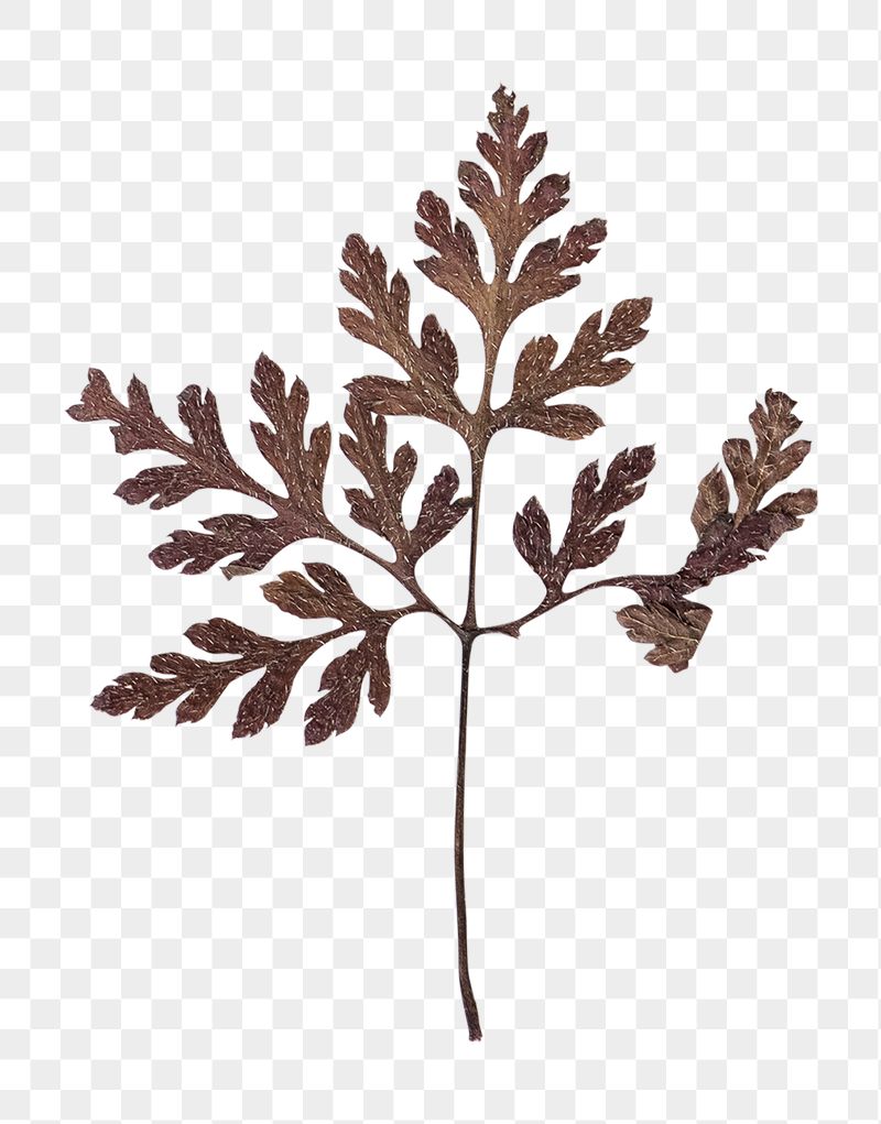 Dried leaf png sticker, transparent | Free PNG - rawpixel