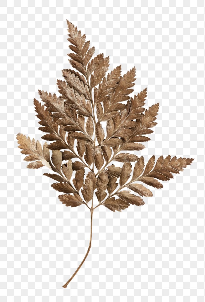 Dried leaf png sticker, transparent | Free PNG - rawpixel