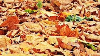 Dried Leaves