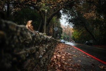 Dried Leaves