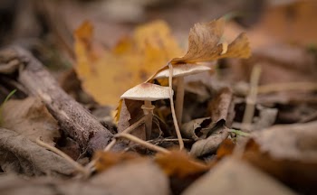 Dried Leaves