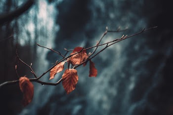 Dried Leaves