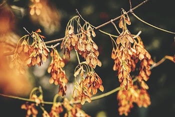 Dried Leaves