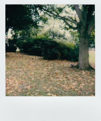 Dried Leaves Covering The Garden Grounds Under The Trees