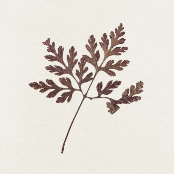 Dried leaves | Free Photo - rawpixel