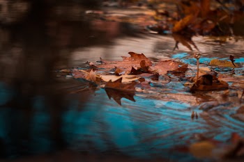 Dried Leaves on Body of Water