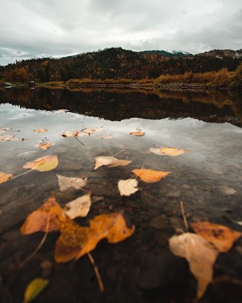 dried leaves on body of water under cloudy sky