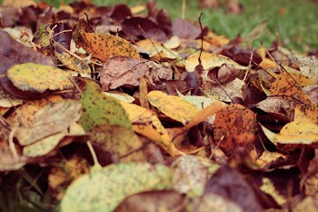 Dried Leaves on Grass Field