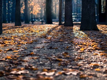 dried leaves on ground