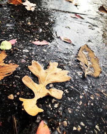 Dried Leaves On Ground