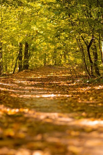 Dried Leaves on Pathway Surrounded by Trees