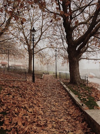 Dried Leaves Under a Tree on Park With Fogs Landscape Photography