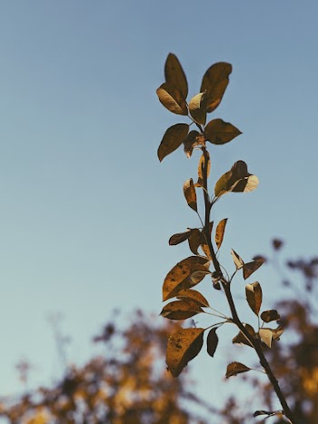 Dried Leaves View