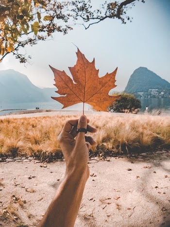 Dried Maple Leaf Held by Person