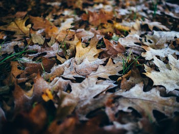 Dried Maple Leaves