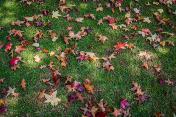 Dried Maple Leaves on Grass Ground