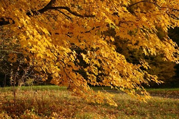 Dried Maple Tree