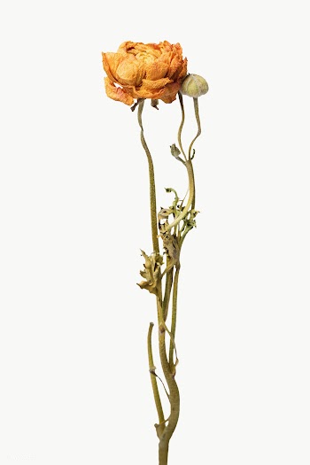 Dried orange ranunculus flower design element | Free  transparent png - 2337175