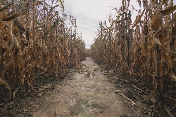 Dried Out Corn Maze