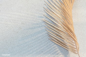 Dried palm leaf on a white concrete wall background | Free  photo - 2310817