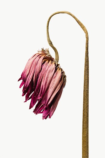 Dried pink gerbera flower design element | Free  transparent png - 2338290