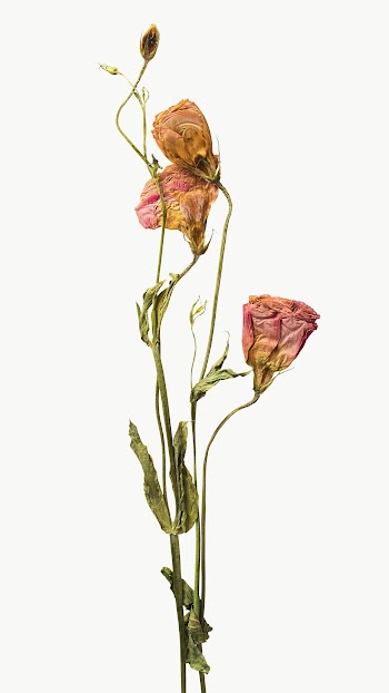 Dried pink lisainthus flower design element | Free  transparent png - 2338410