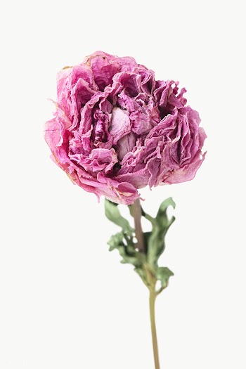 Dried pink peony flower design element | Free  transparent png - 2334972