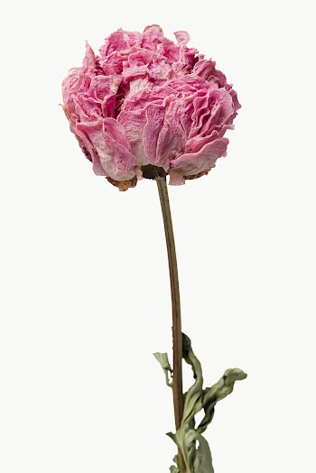 Dried pink peony flower design element | Free  transparent png - 2338281