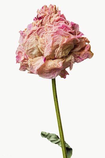 Dried pink peony flower design element | Free  transparent png - 2338409