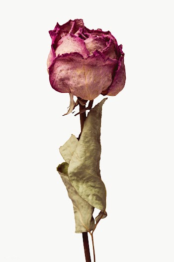 Dried pink rose flower design element design element | Free  transparent png - 2338298
