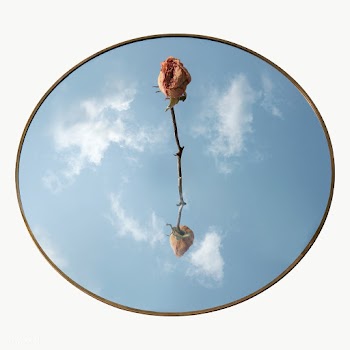 Dried pink rose in a the middle of a tray design element | Free  transparent png - 2336733