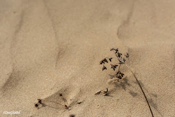 Dried plant on natural sand background | Free  photo - 2263890