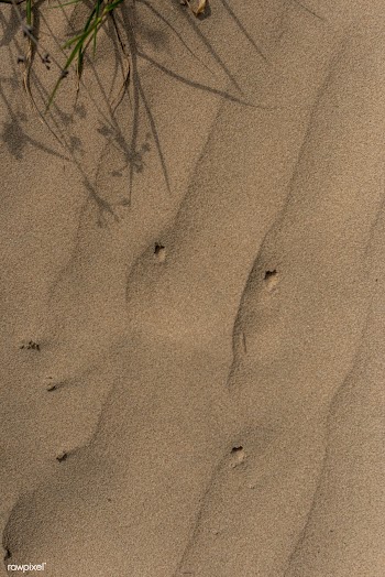 Dried plant on natural sand background | Free  photo - 2264075